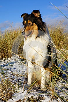 Young collie