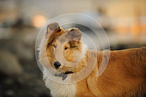 Young Collie dog