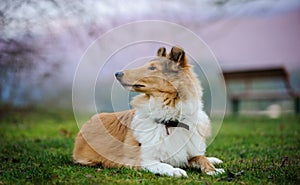 Young Collie dog lying down at grass park