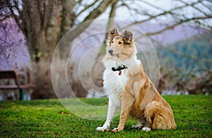 Young Collie dog sitting