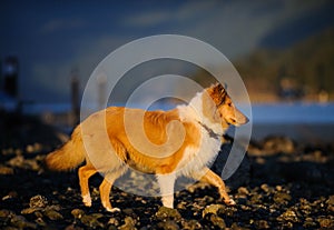 Young Collie dog walking on rocky beach