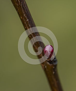 Young color bloom on young apricot tree with green background