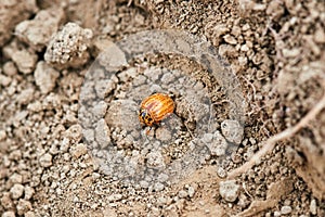 Young Colorado beetle