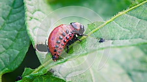 Young Colorado beetle eats potato leaves