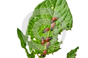 Young Colorado beetle eats potato leaves - isolated on white background