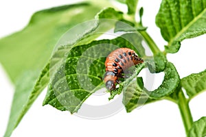 Young Colorado beetle eats potato leaves - isolated on white background