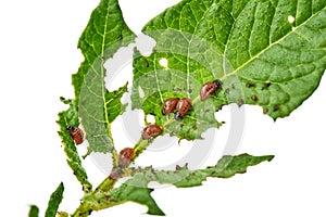 Young Colorado beetle eats potato leaves - isolated on white background