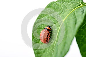 Young Colorado beetle eats potato leaves - isolated on white background