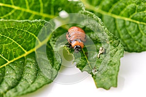 Young Colorado beetle eats potato leaves - isolated on white background