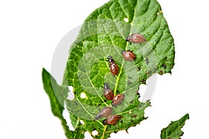 Young Colorado beetle eats potato leaves - isolated on white background