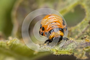 young Colorado potato beetle eats sprouts and potatoes