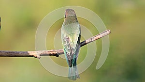 Young colored bee-eaters are sitting on a branch