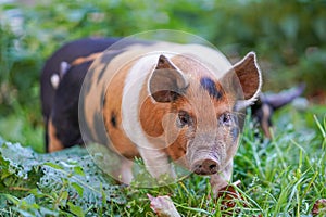 Young colourful pigling on a green grass