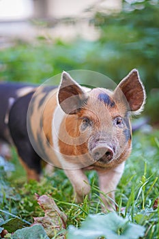 Young colourful pigling on a green grass