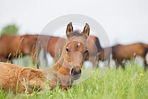 A young colt close up lying on the field in the green grass against the background of the herd and looks at the camera