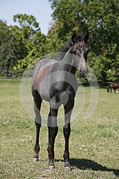 Young colt having fun in spring green field