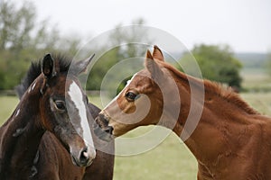 Young colt having fun in spring green field