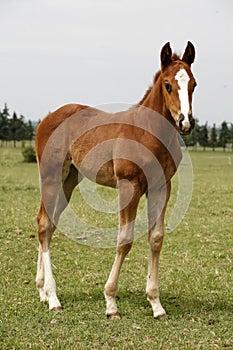 Young colt having fun in spring green field