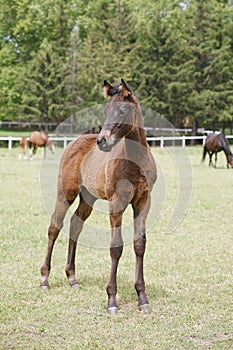 Young colt having fun in spring green field