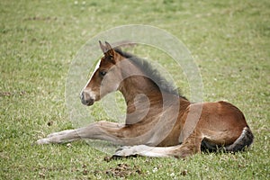 Young colt having fun in spring green field