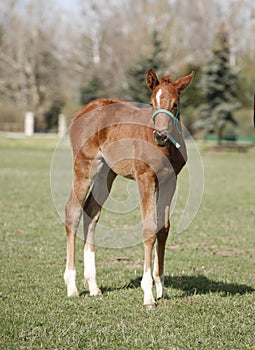 Young colt having fun in spring green field