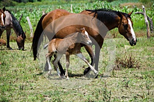 Young colt with mare