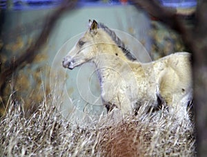 A young Colt with winter fur in the early spring