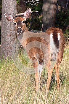 Young Columbian Black-tailed Deer Buck, Odocoileus hemionus columbianus, East Point in Morning Light, Gulf Islands National Park