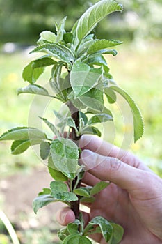 Young columnar apple tree