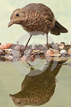 Young Common blackbird