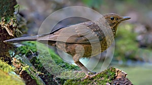 Young Common blackbird near a water pond on mossy stag in high dimension