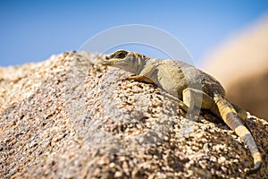 Young Common Chuckwalla Sauromalus ater lounging on a rock, Joshua Tree National Park, California