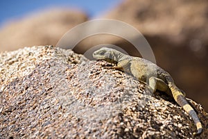 Young Common Chuckwalla Sauromalus ater lounging on a rock, Joshua Tree National Park, California