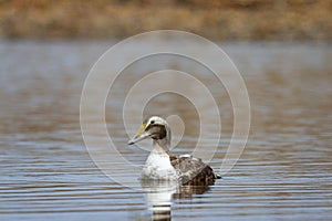 Young Common Eider Duck swimming in a small pond