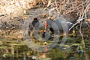 Young common gallinule chick Gallinula galeata begs its mother for food