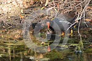 Young common gallinule chick Gallinula galeata begs its mother for food