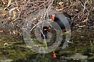 Young common gallinule chick Gallinula galeata begs its mother for food