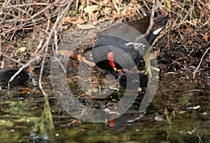 Young common gallinule chick Gallinula galeata begs its mother for food