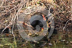 Young common gallinule chick Gallinula galeata begs its mother for food