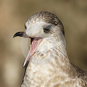 Young common gull Larus canus photo