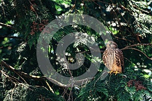 Young common kestrel bird on tree branch