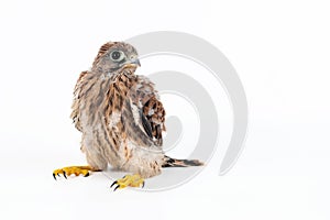 Young Common Kestrel Falco tinnunculus isolated on white background