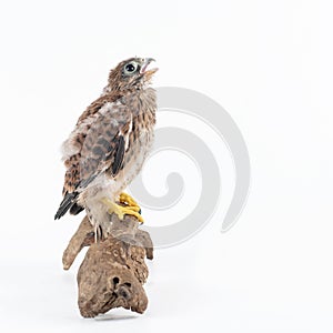 Young Common Kestrel Falco tinnunculus isolated on white background