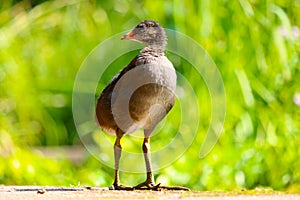 Young common moorhen chick in frontal view standing in front of blurry green grasses in the bright sun and