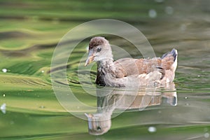 Young common Moorhen, Gallinula chloropus, in the pond