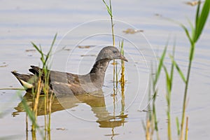 A young common moorhen swimming on a lake