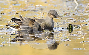 Young Common Moorhen