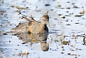 Young Common Moorhen