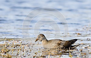 Young Common Moorhen