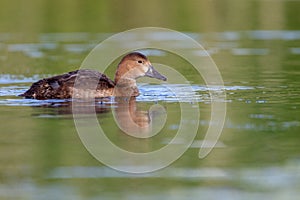 Young common pochard